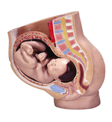 Webster Technique - Prenatal chiropractic care